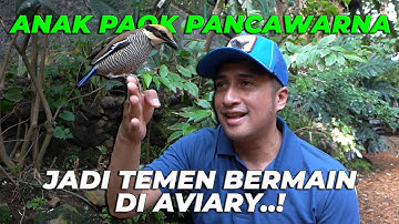 ANAK PAOK PANCAWARNA MAKIN AKRAB SAMA GW, SAMPE2 INDUKANNYA MULAI KAW1N LAGII..??