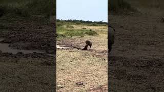 O crocodilo achou que teria outra refeição fácil... 😱🐊