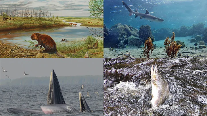 Destructive Hippos, Chatty Whales, and More: 60 Second Science Podcasts