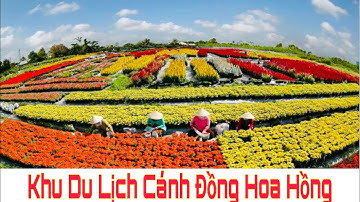 Làng hoa sa đc xuân 2021 tại khu du lịch cánh đồng hoa hồng | Khương Nhựt Minh
