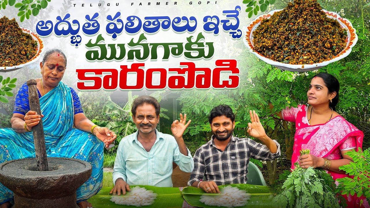 Munagaku Karam Podi || ఆరోగ్యకరమైన మునగాకు కారప్పొడి || Drumstick Leaves Spicy Powder |