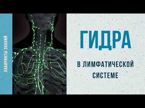 Гидра в лимфатической