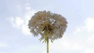 Meadow Goat's Beard seedhead opening time lapse. The seedhead, parachutes are blown away by the wind by Neil Bromhall 2,763 views 2 years ago 53 seconds