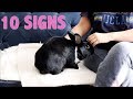 10 SIGNS YOUR RABBIT LOVES YOU