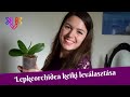 Lepkeorchidea keiki leválasztása és átültetése | Orchidea keiki  leválasztása lépésről-lépésre