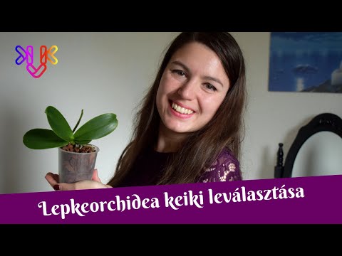 Videó: Orchidea Keikis: Orchidea szaporítása Keikisből