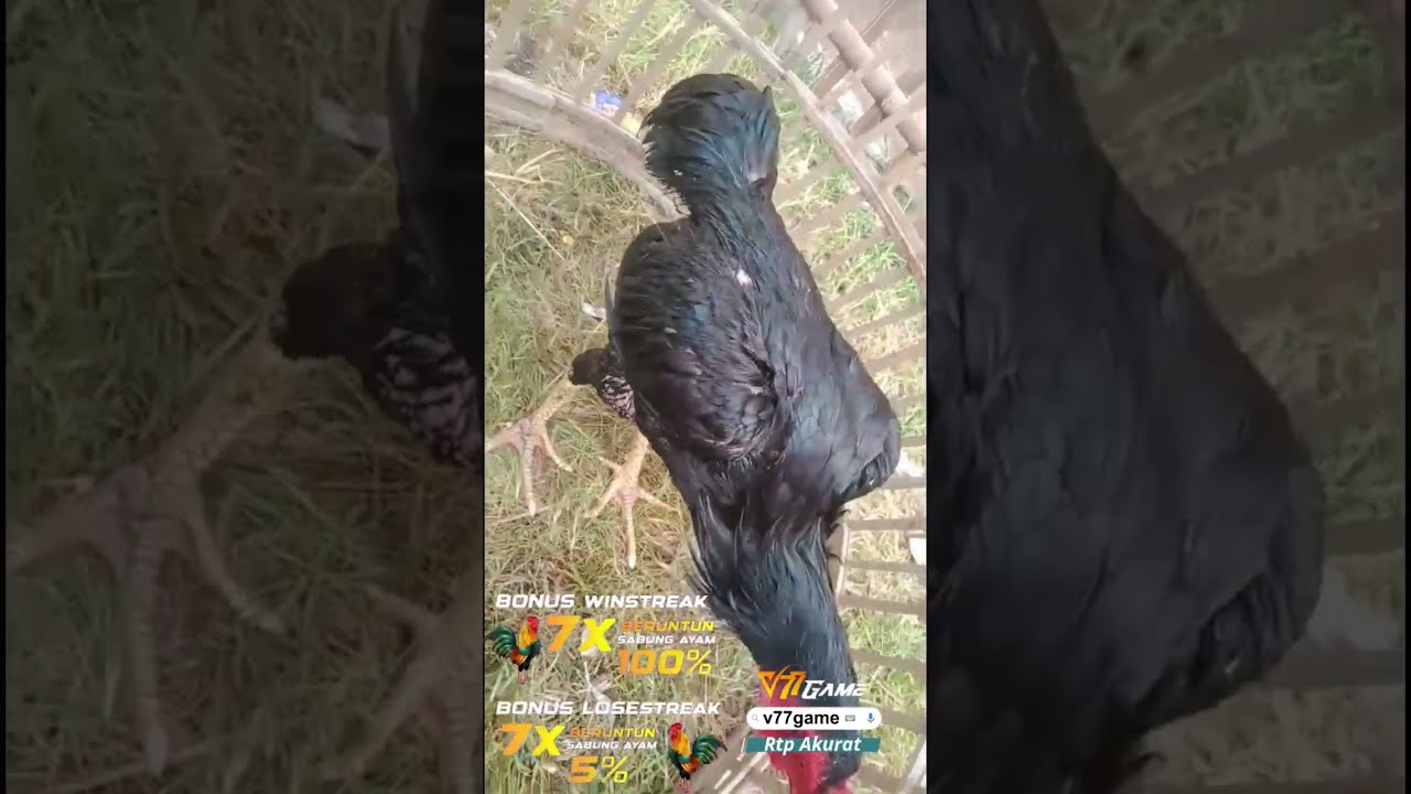 AYAM BANGKOK SV388 | SABUNG AYAM SV388