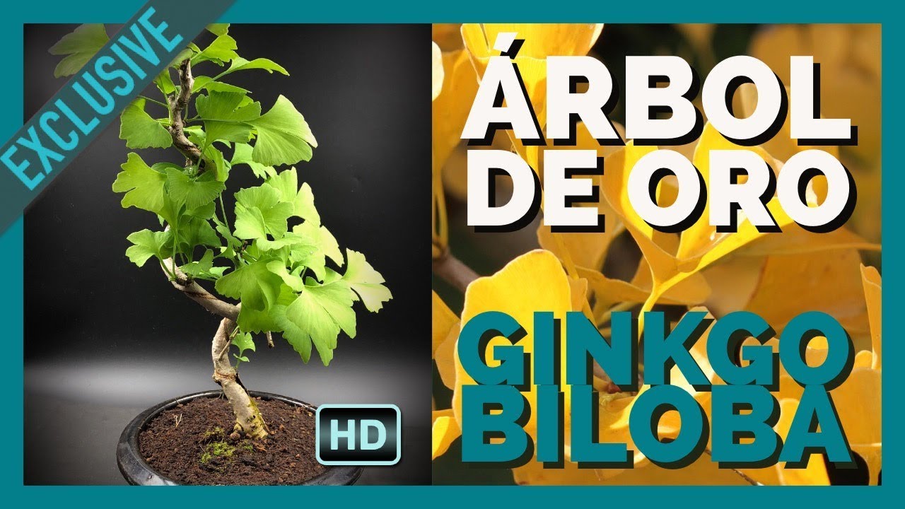 Bonsai Ginkgo Biloba