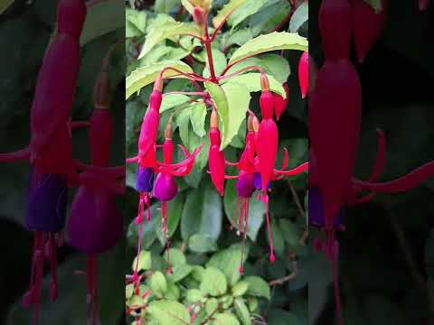 Video: Growing Hardy Fuchsia: Pflege von Hardy Fuchsien im Garten
