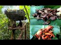Kỹ Năng Sinh Tồn Trong Rừng - Full Video camping survival Tropical forest - Search for food Survive
