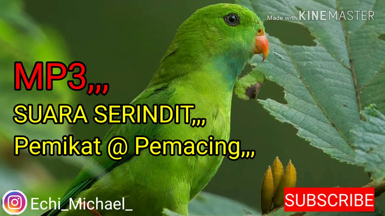 MP3 Suara Burung Serindit// Pemikat Pemacing YouTube