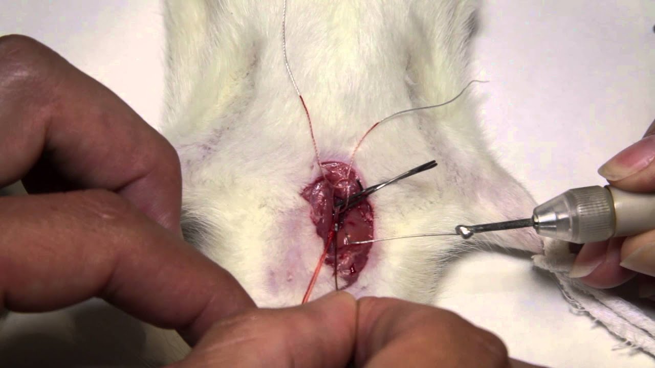 Surgical LV catheterization and measurement of cardiac function in rats - YouTube