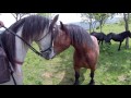 VIEJOS ENEMIGOS. SEMENTAL ARABE Y CABALLO DE MONTE. EUSKADI