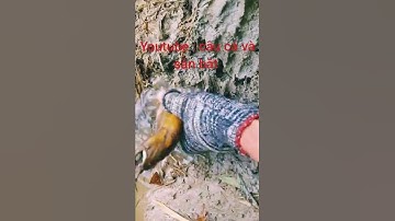 #shorts câu lươn khủng , những cụ lươn già gây ngỡ ngàng - câu cá và săn bắt / ep 60