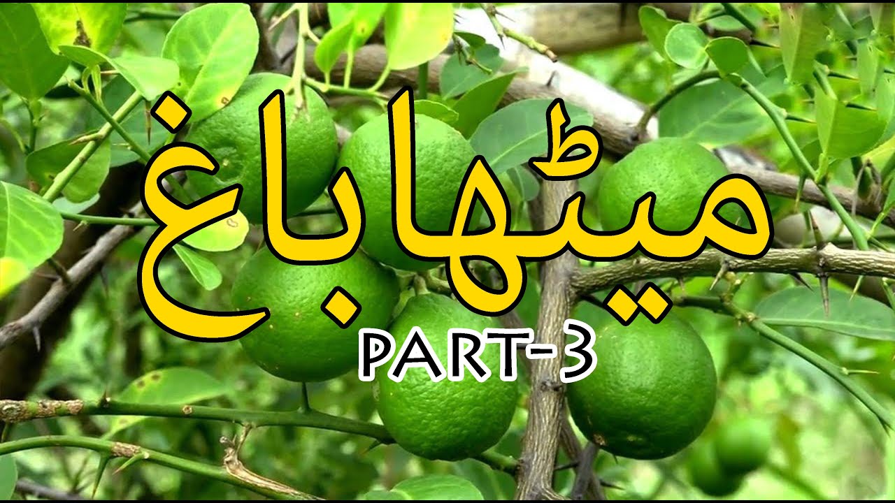 Sweet Lime (Meetha) Bagh Flowering and Progress Update (4th Year), Citrus Farming in Pakistan