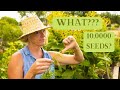 Controlling weeds in an organic garden