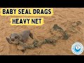 Baby Seal Drags Heavy Net