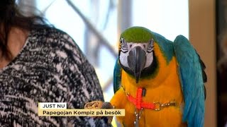 Så sköter du din papegoja - Nyhetsmorgon (TV4)