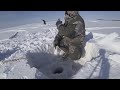РЕЧНОЙ ВОЛК!!! ШАЙТАН МАШИНА!!! ОДНИ ХИЩНИКИ!!!  РЫБАЛКА В ЯКУТИИ!!! #щука #окунь #Якутия #жор