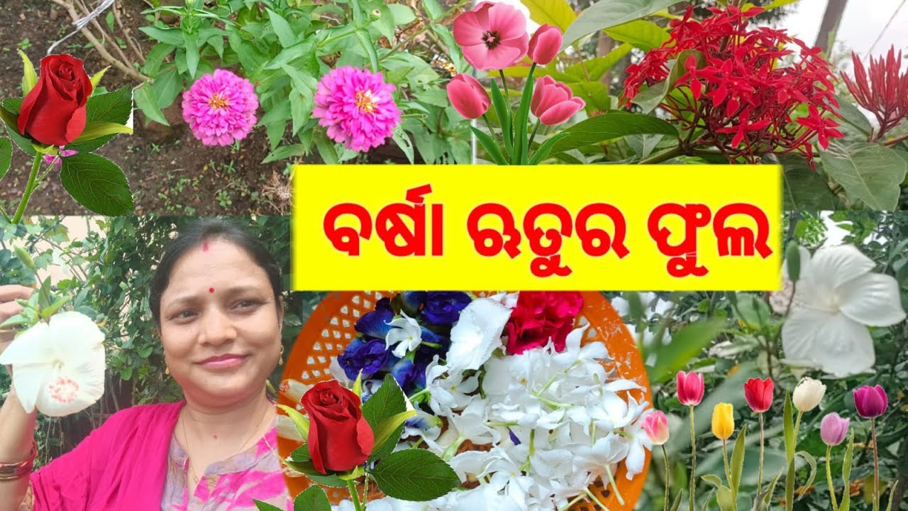 Rainy season flowers blooming in my garden Odia jhia sipra August 2, 2022 YouTube