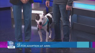 Dogtopia helping pets find their forever home