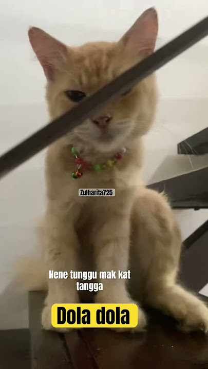 Dila dola #shorts #cat #catlovers #dola #kucingoyen