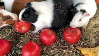 feeding Guinea Pigs & Crows