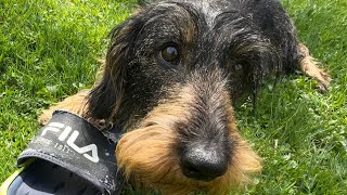 Our dachshund is the cutest little thief 😀 #TeddyTheDachshund by Teddy the Dachshund 2,108 views 3 weeks ago 1 minute, 35 seconds