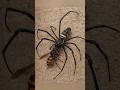 Spider vs. Wasp: Epic Showdown!