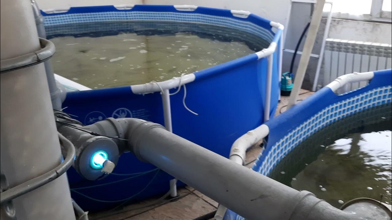 Узв видео. Узв видео. Узв видео. Акваферма узв. Биофильтр для узв из еврокуба.