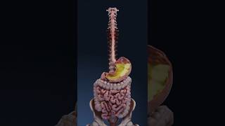 Your Stomach Acid Can Dissolve Razor Blades #facts #science #shortvideo #shorts