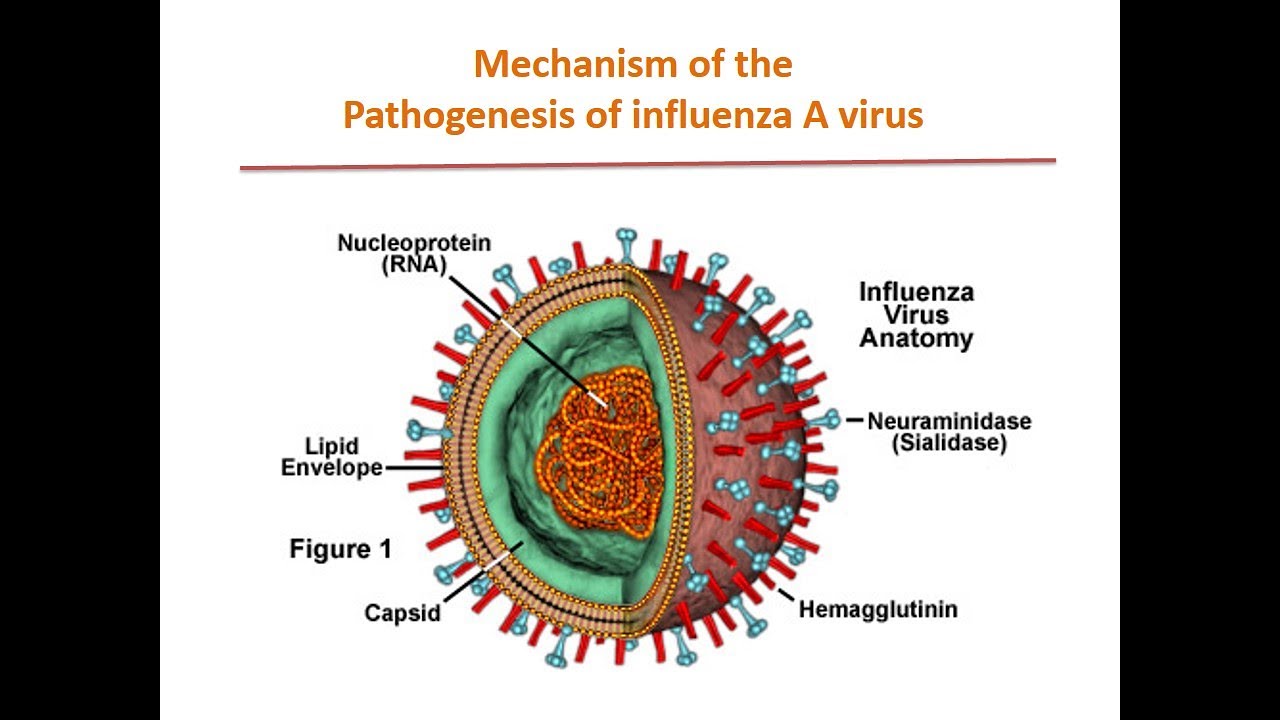 Mechanism of the Pathogenesis of influenza A virus - YouTube