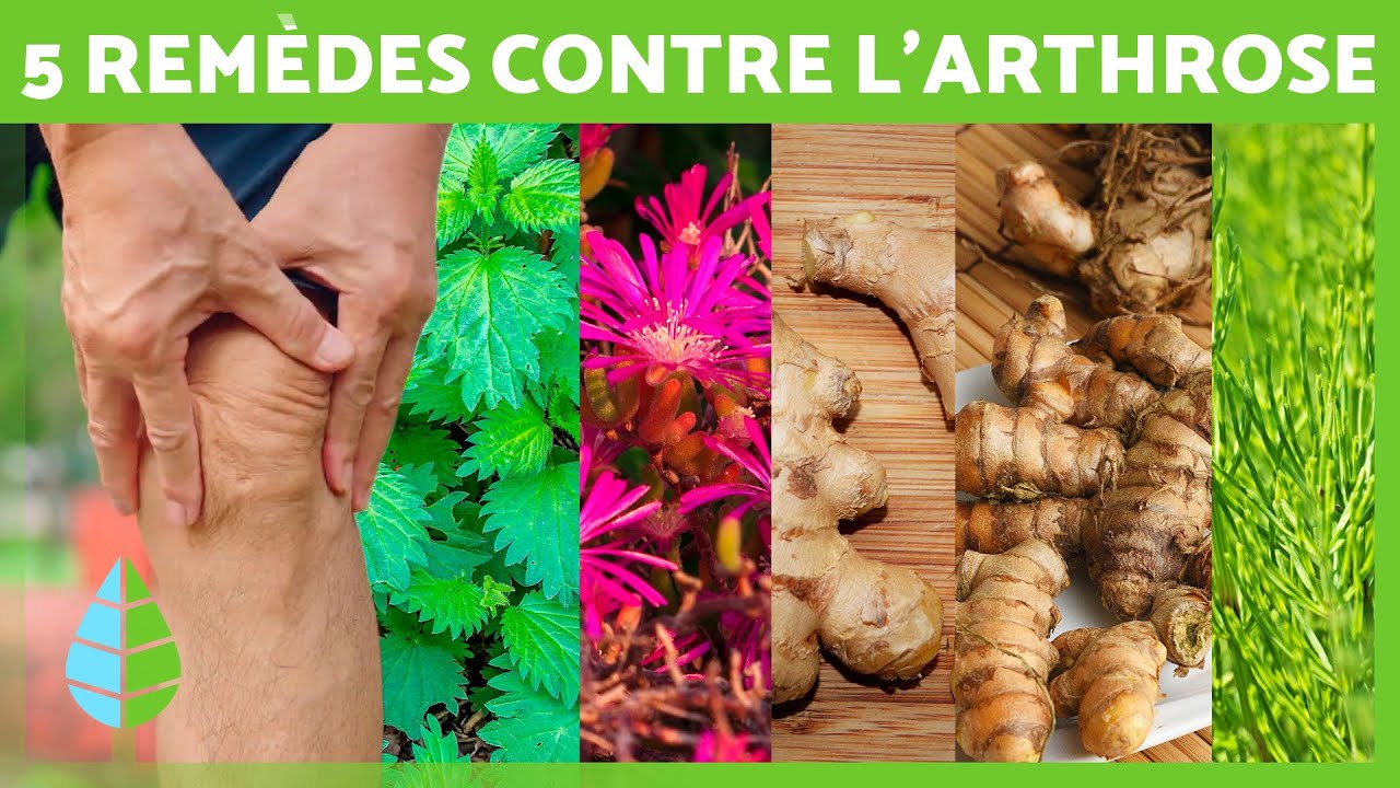 5 PLANTES CONTRE L'ARTHROSE 🌿 Remèdes naturels contre l'arthrose YouTube — free download