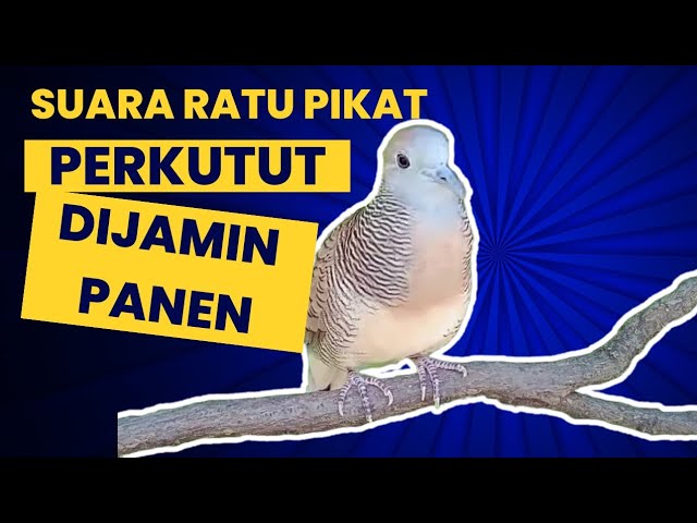 🔴 Suara perkutut pikat paling ampuh jantan betina suara jernih di sore hari class=