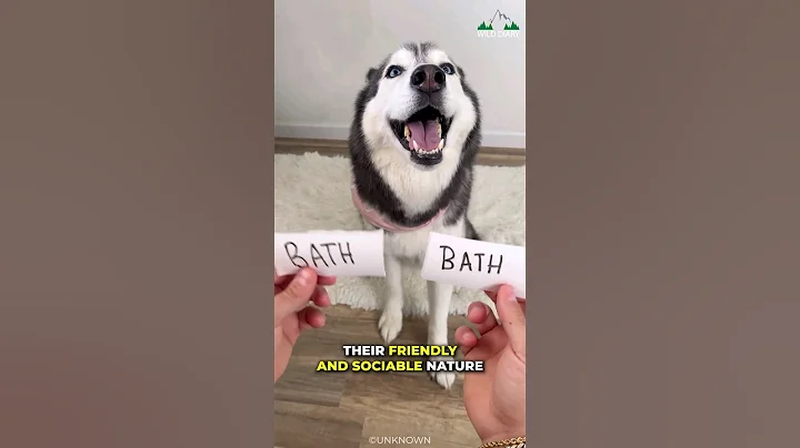 Siberian Husky | The Most Dramatic Dogs Breed