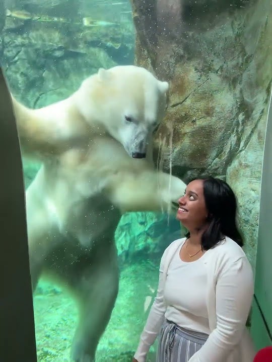 Polar bear attacks woman
