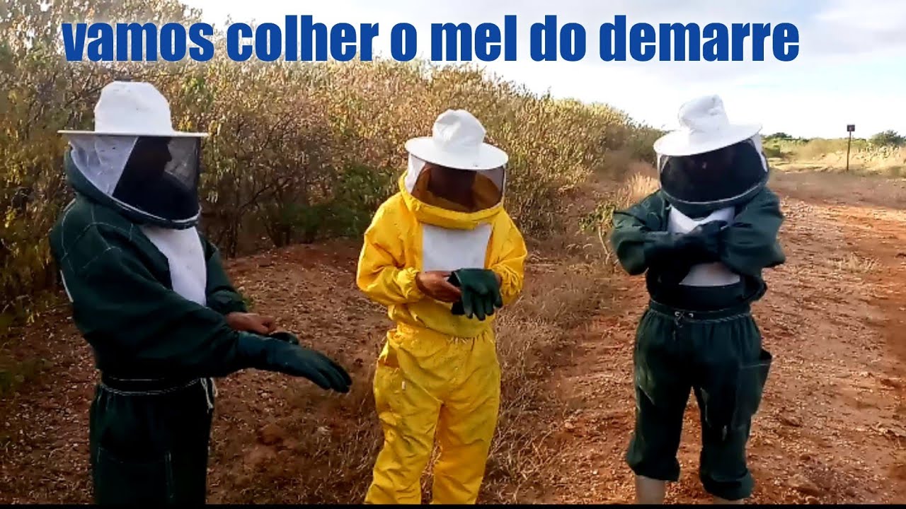 Colheita de mel do demarre.