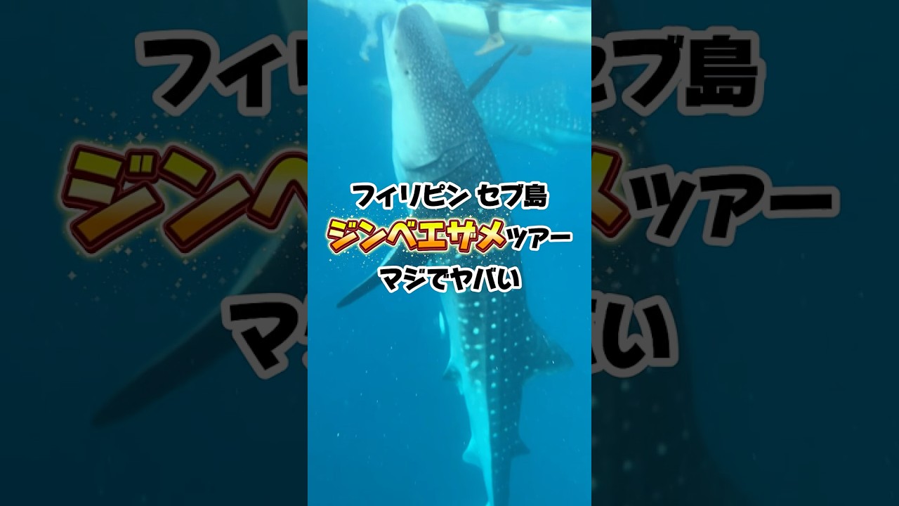フィリピンのジンベエザメツアーがヤバいwww #shorts #フィリピン #セブ島 #ジンベエザメ #海外旅行 #グルメ