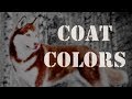 Coat Colors | Siberian Husky