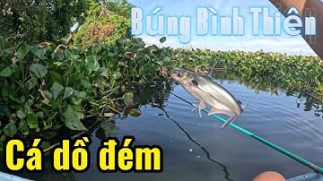 Câu đài tự nhiên ở Búng Bình Thiên đang trong mùa nước nổi 