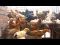 ¿Que pasa si no se alimenta bien a las gallinas ? - respondió preguntas 1