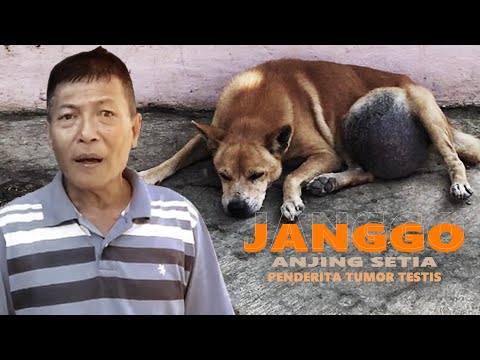 Video: Tumor Testis (Sel Sertoli) Pada Anjing