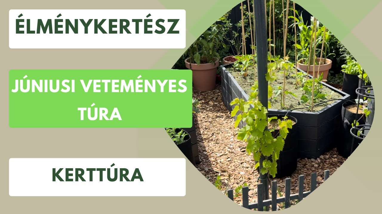 Júniusi veteményes túra🍅🥒🫑🧅