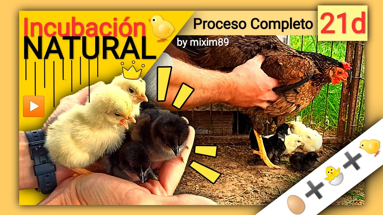 De Huevo a Pollito (Proceso Completo de 21 días) Incubación Natural ...