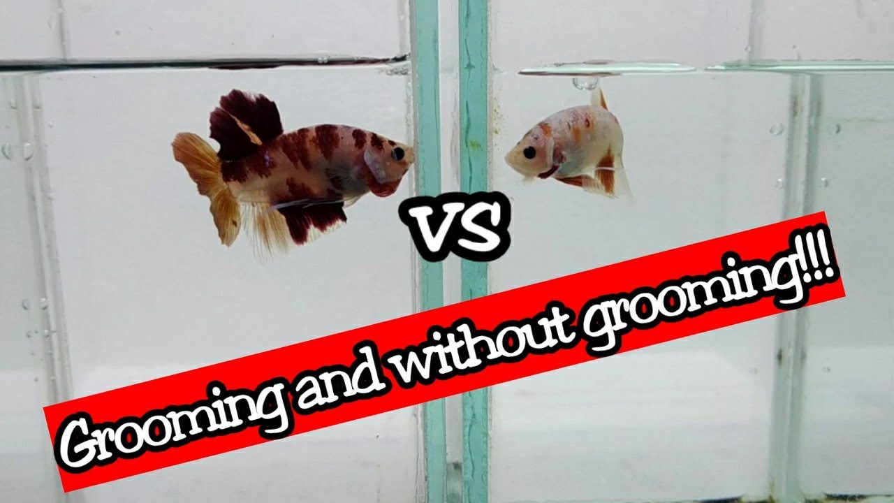 Cara grooming ikan cupang yang simple, mudah dan praktiss !!