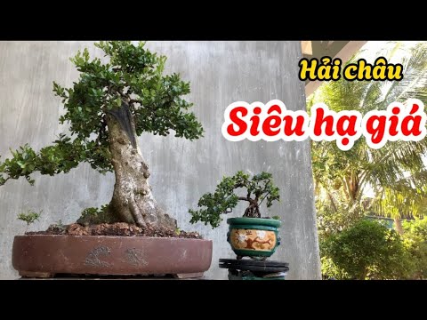 Nhà vườn Méo