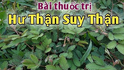 Bài thuốc trị thận suy thận hư.  PHAN HẢI Channel