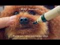 Adorable Needle Felt Teddy Poodle | So Fluffy!