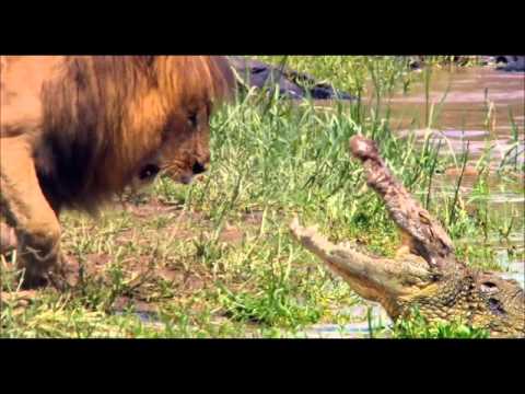 oroszlánkirály magyar hangok videos