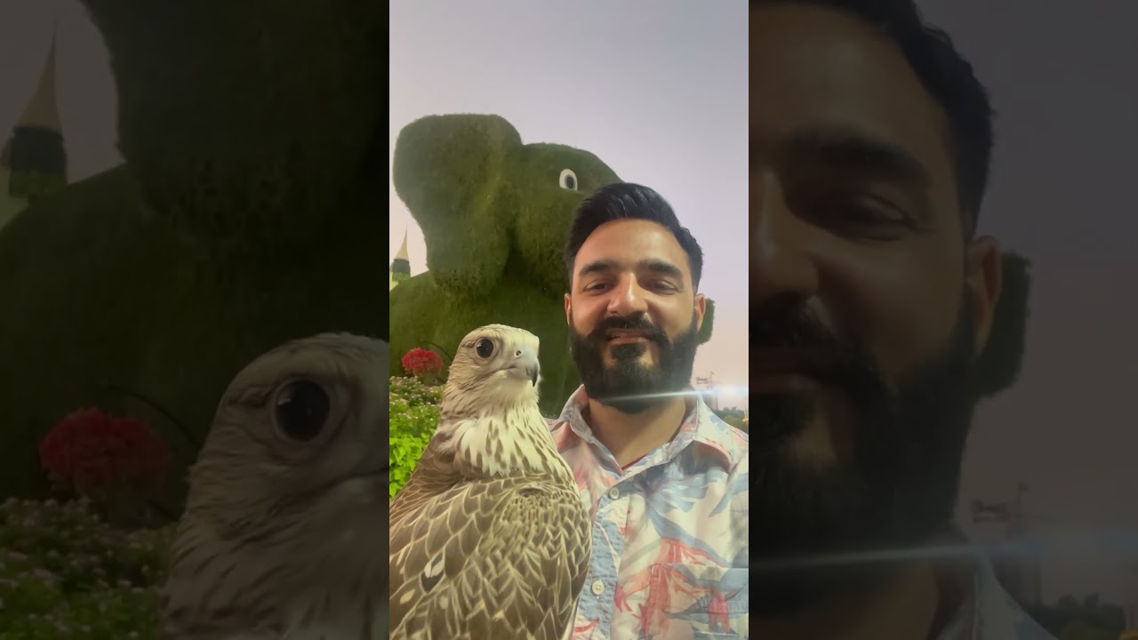 UAE National Bird |Saker Falcon | 🇦🇪 